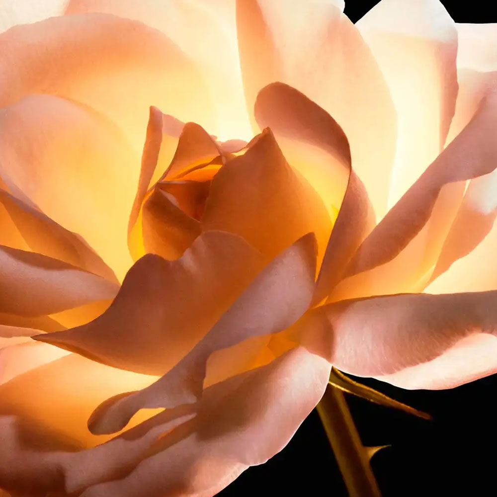 Dior Prestige L´Huile Souveraine Serum 30Ml